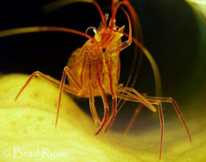 Sponge Peppermint Shrimp (Lysmata pederseni) shot with fo... by Brad Ryon 